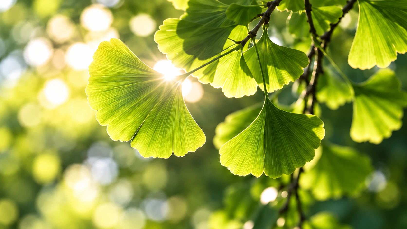 Ginkgo biloba